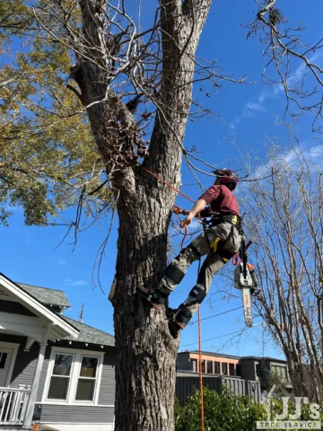 specialist removing tree limbs