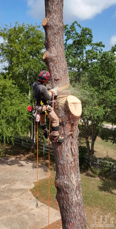 commercial property tree removal services