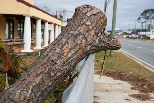 commercial tree removal near me