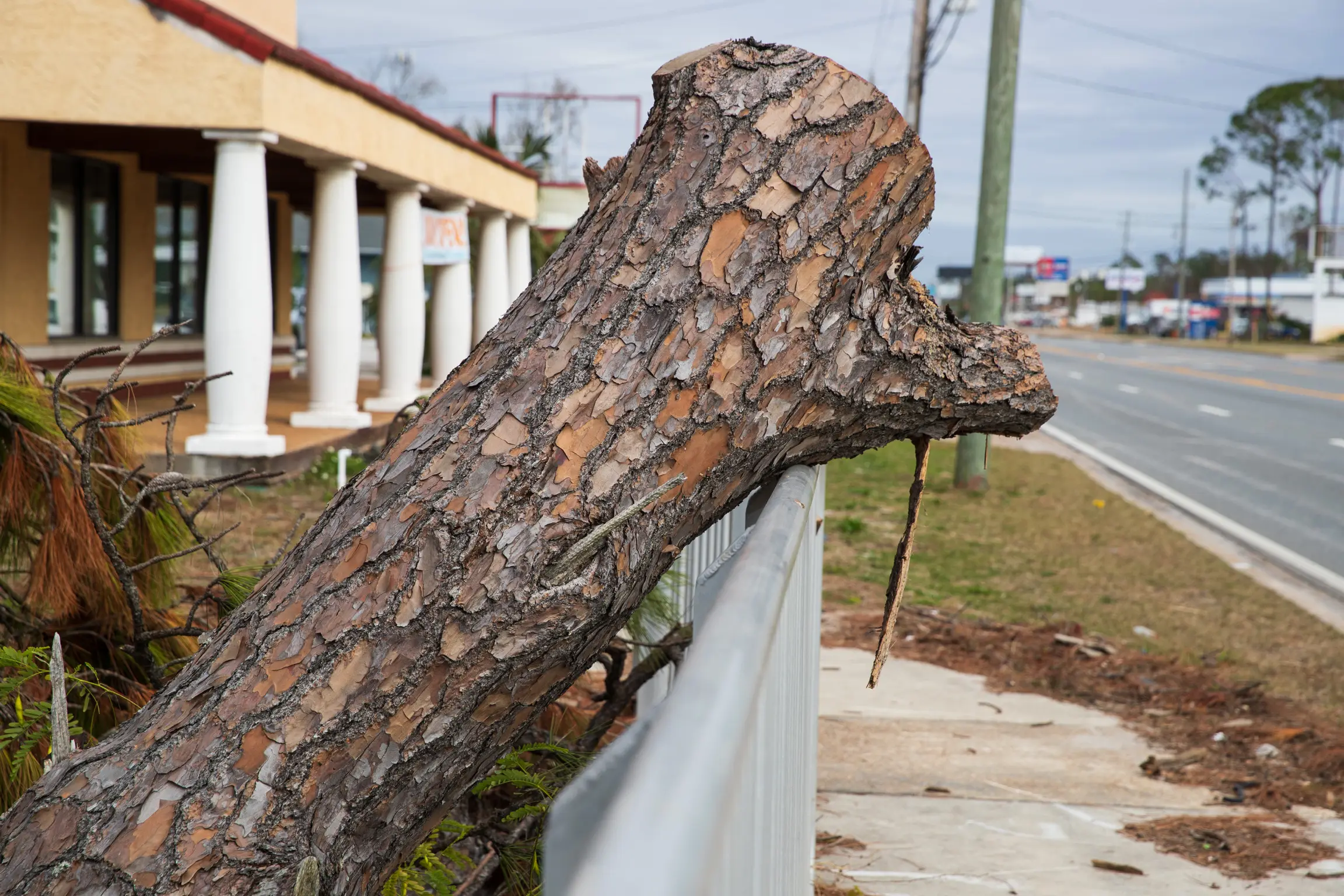commercial tree removal near me