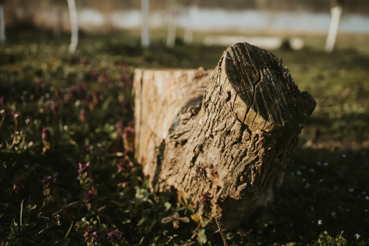 image of tree stump to be removed