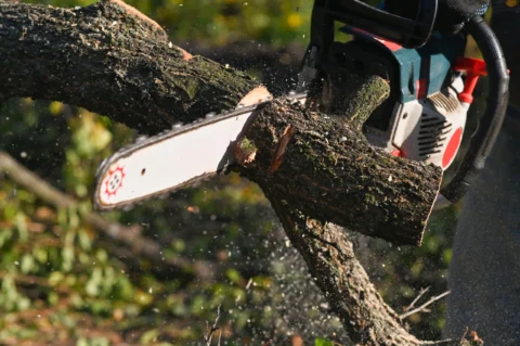 residential tree removal services montogomery tx