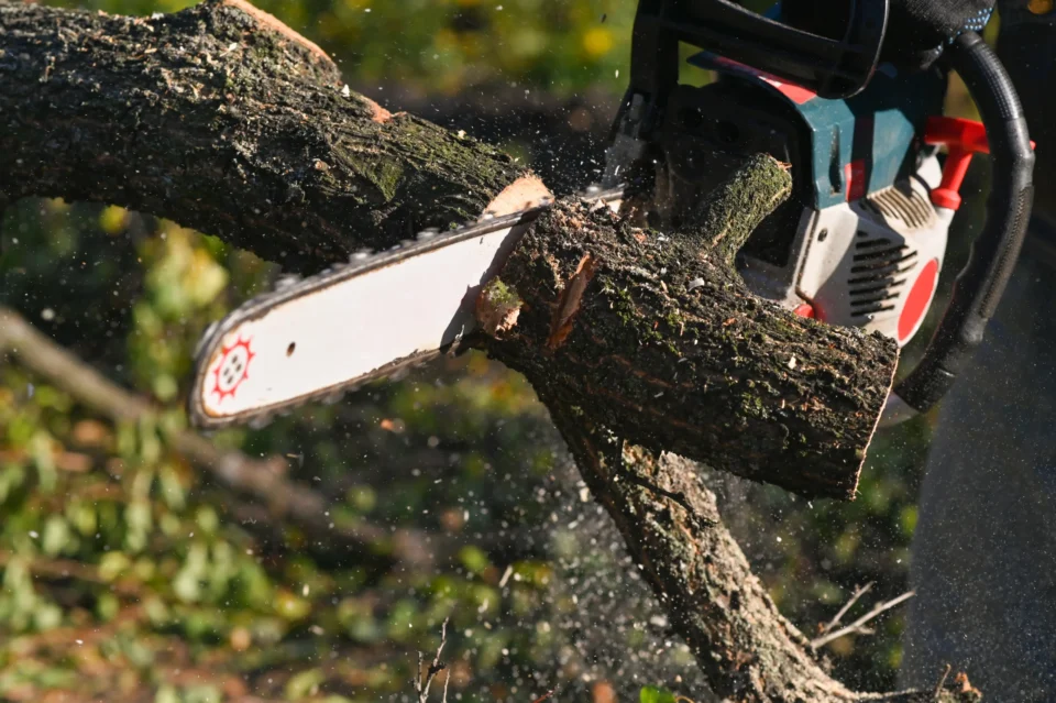 residential tree removal services montogomery tx