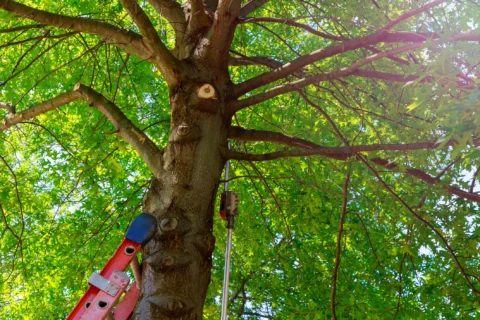 tree trimming service